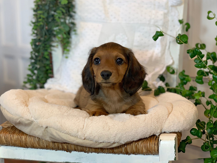 カニンヘン ダックスフンド カノア & ジムダンディの子犬 レッド 男の子（2）