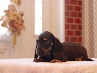 Kaninchen-Dachshund9124