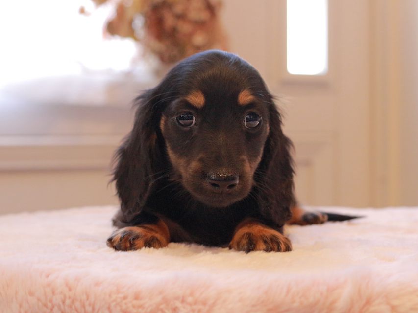 ミニチュアダックスフンド ローリー & ジェットの子犬 ブラタン 女の子（1）