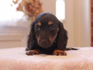 Kaninchen-Dachshund9129