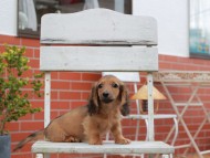 Kaninchen-Dachshund915