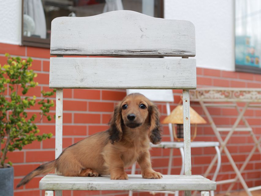 カニンヘン ダックスフンド リン & ピーターの子犬 レッド 男の子（1）