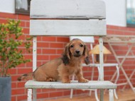 Kaninchen-Dachshund916 Kaninchen-Dachshund916