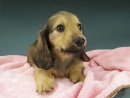 Kaninchen-Dachshund917