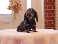 Kaninchen-Dachshund9172