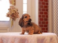 Kaninchen-Dachshund9179