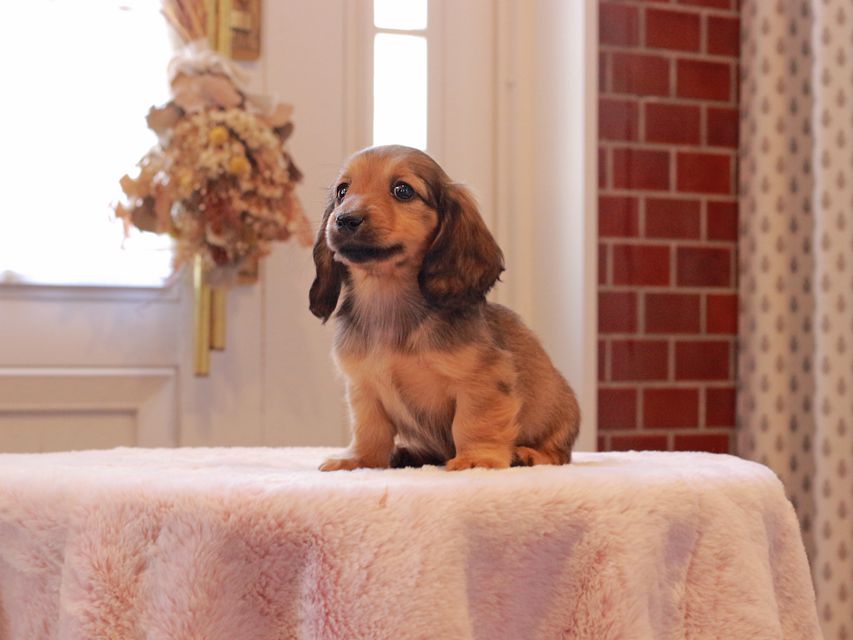 ミニチュアダックスフンド ローリー & ジェットの子犬 レッド 女の子