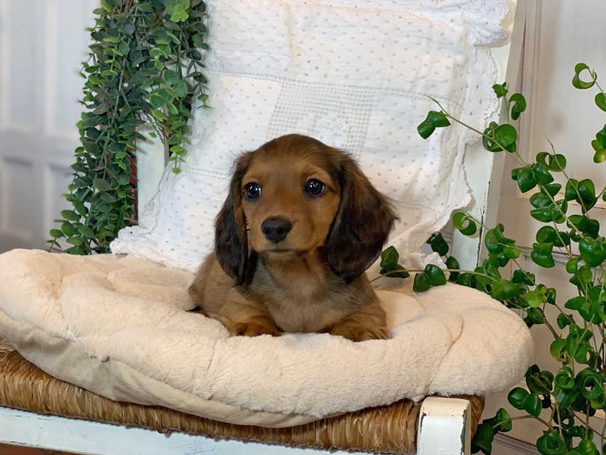 カニンヘン ダックスフンド カノア & ジムダンディの子犬 レッド 男の子（2）