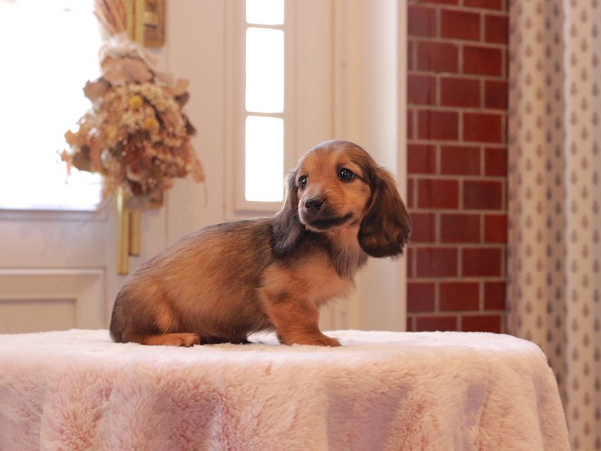 ミニチュアダックスフンド ローリー & ジェットの子犬 レッド 女の子