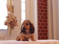 Kaninchen-Dachshund9212