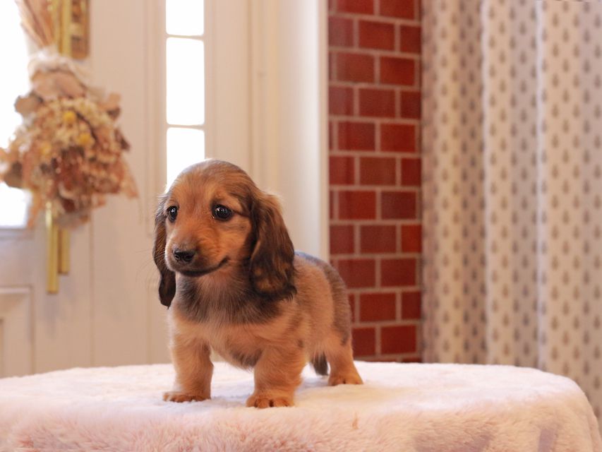 ミニチュアダックスフンド ローリー & ジェットの子犬 レッド 女の子