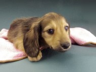 Kaninchen-Dachshund922