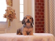 Kaninchen-Dachshund9235 Kaninchen-Dachshund9235