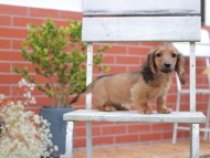 Kaninchen-Dachshund924 Kaninchen-Dachshund924