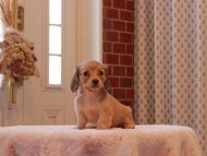 Kaninchen-Dachshund9259