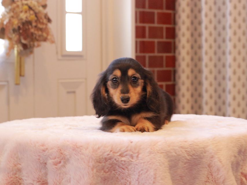 カニンヘン ダックスフンド ジル & ナイトの子犬 ブラックイエロー(ブラッククリーム) 女の子Kaninchen-Dachshund9279 カニンヘン ダックスフンド ジル & ナイトの子犬 ブラックイエロー(ブラッククリーム) 女の子