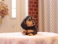Kaninchen-Dachshund9280