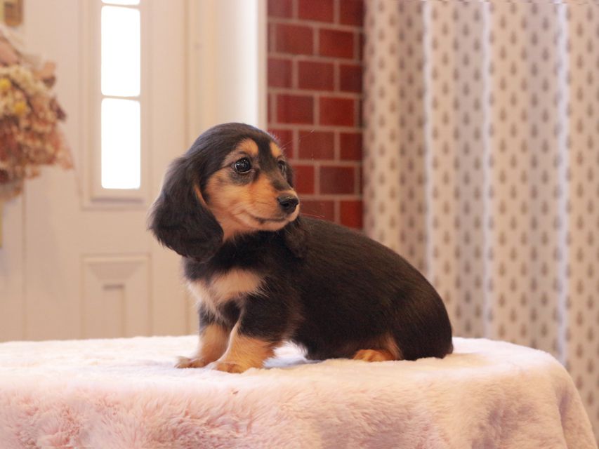 カニンヘン ダックスフンド ジル & ナイトの子犬 ブラックイエロー(ブラッククリーム) 女の子Kaninchen-Dachshund9281 カニンヘン ダックスフンド ジル & ナイトの子犬 ブラックイエロー(ブラッククリーム) 女の子