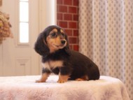 Kaninchen-Dachshund9283