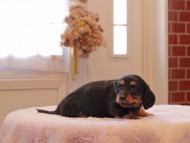 Kaninchen-Dachshund9286