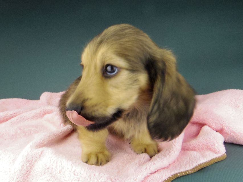 カニンヘン ダックスフンド ローリー & タケルの子犬 イエロー（クリーム） 男の子