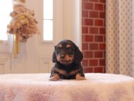 Kaninchen-Dachshund9293