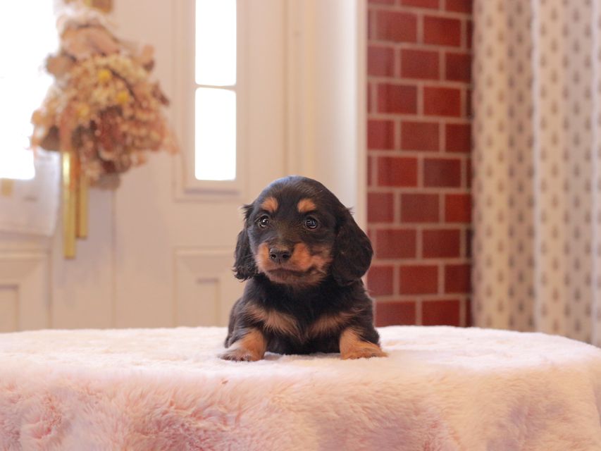 ミニチュアダックス ダックスフンド ララ & ボノの子犬 ブラタン 男の子