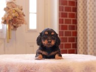Kaninchen-Dachshund9297