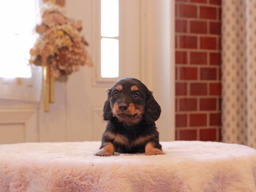 ミニチュアダックス ダックスフンド ララ & ボノの子犬 ブラタン 男の子