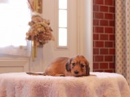 Kaninchen-Dachshund9311