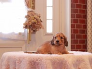 Kaninchen-Dachshund9313