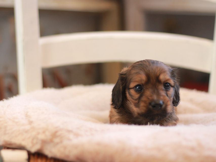 カニンヘン ダックスフンド ローリー&ブイの子犬 レッド 男の子(1)