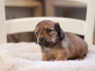 Kaninchen-Dachshund9324