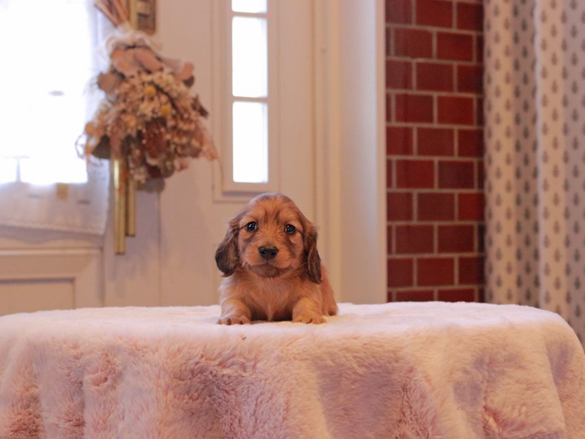 ミニチュアダックス ダックスフンド ララ & ボノの子犬 レッド 男の子