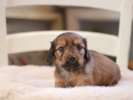 Kaninchen-Dachshund9327