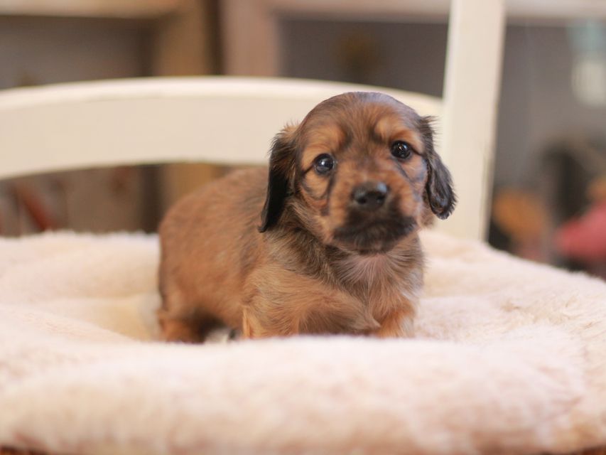 カニンヘン ダックスフンド ローリー&ブイの子犬 レッド 男の子(1)