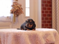 Kaninchen-Dachshund9338