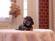 Kaninchen-Dachshund9341
