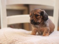 Kaninchen-Dachshund9343