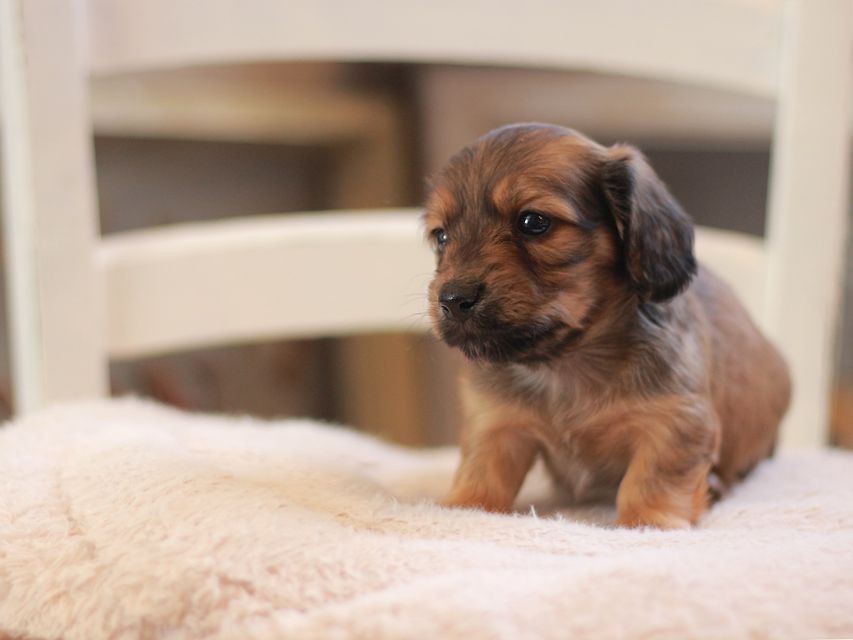 カニンヘン ダックスフンド ローリー&ブイの子犬 レッド 男の子(1)