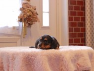 Kaninchen-Dachshund9344