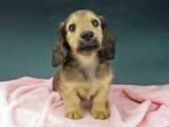 Kaninchen-Dachshund935