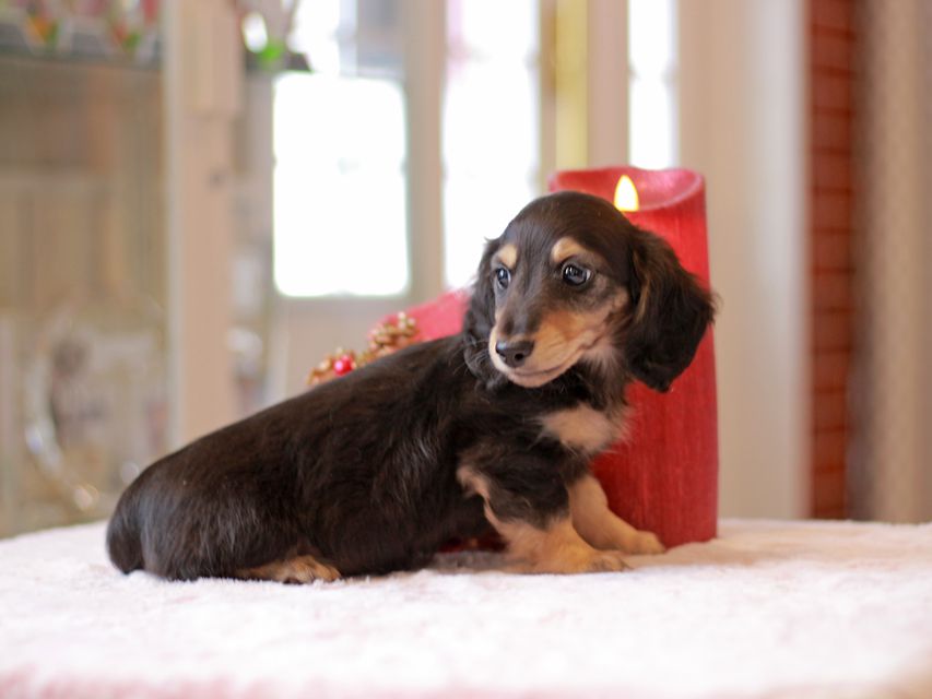 カニンヘン ダックスフンド ジャム & スルガの子犬 ブラックイエロー（ブラッククリーム）男の子（2）