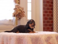 Kaninchen-Dachshund9353