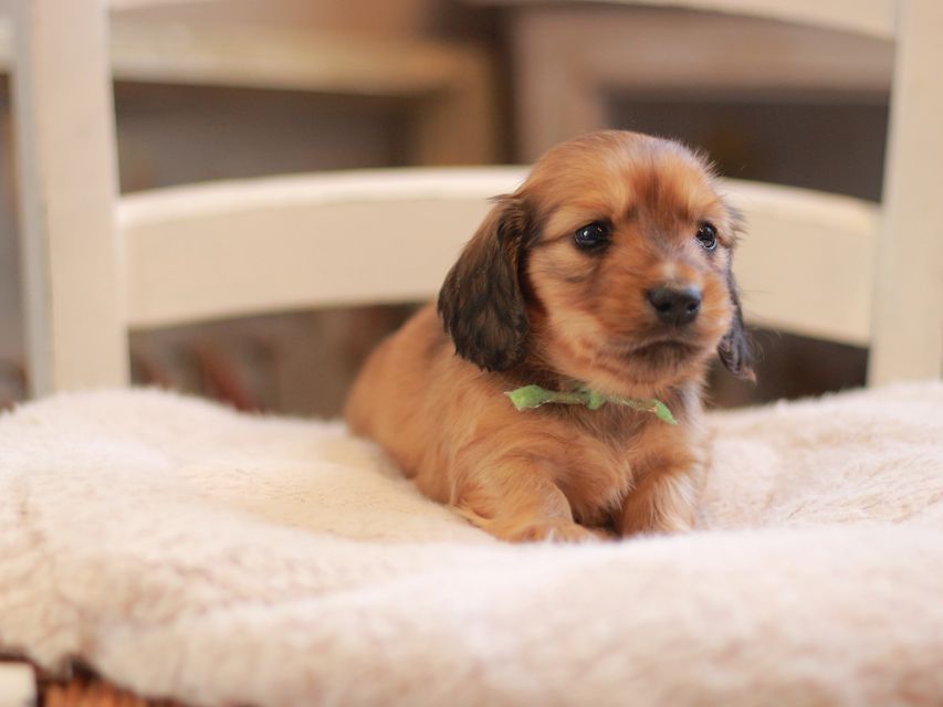 カニンヘン ダックスフンド ローリー&ブイの子犬 レッド 男の子(2)