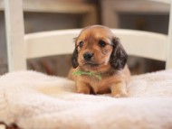 Kaninchen-Dachshund9358