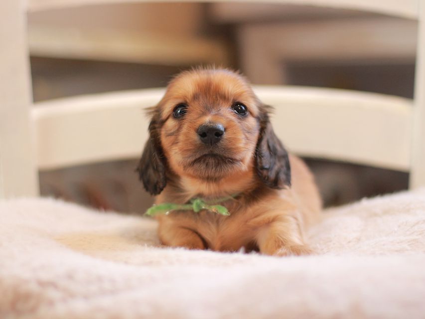 カニンヘン ダックスフンド ローリー&ブイの子犬 レッド 男の子(2)