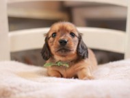 Kaninchen-Dachshund9361