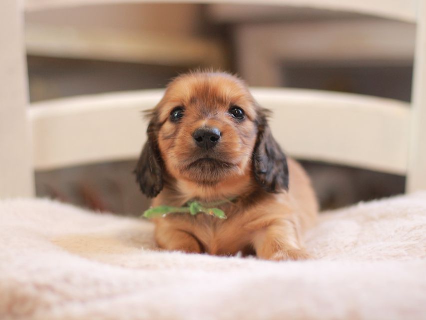 カニンヘン ダックスフンド ローリー&ブイの子犬 レッド 男の子(2)