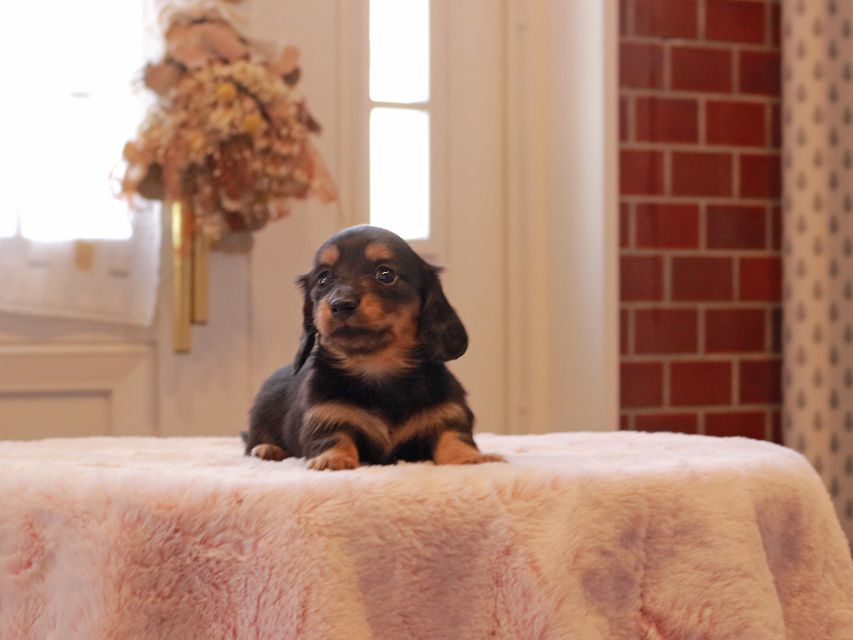 ミニチュアダックス ダックスフンド ララ & ボノの子犬 ブラタン 女の子
